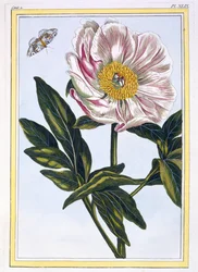 Flesh Coloured Common Peony